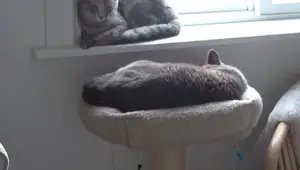 DIY Cat Wall Perch Hammock: Easy 2-Hour Build!