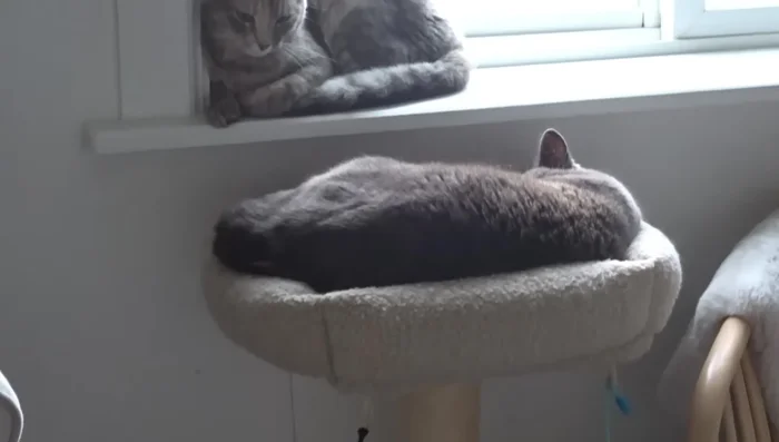 Repeat the process for additional perches.