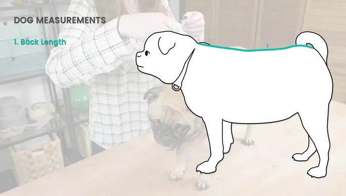 Measure your dog: back length, collar circumference, chest circumference, side height, chest height, neck to bottom strap, front strap length, and front strap width.