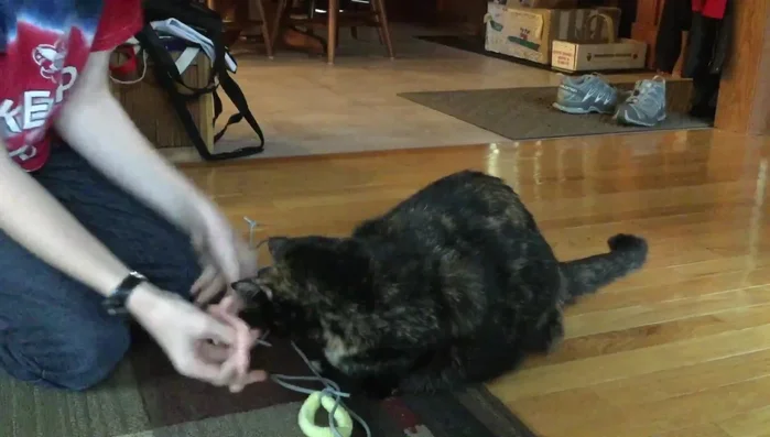 Pull the loops up and secure the medium rope around the cat's body, tying a knot to fasten it.