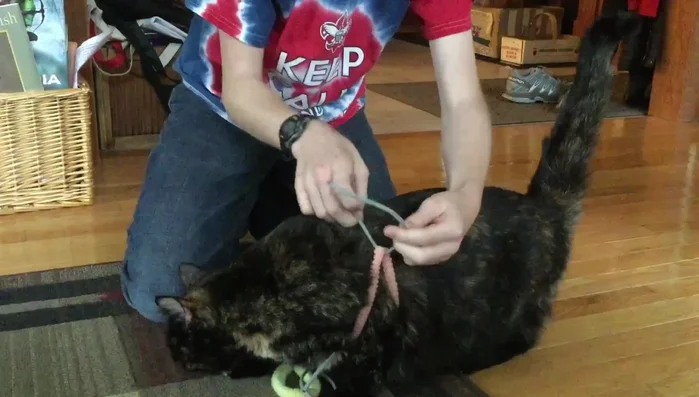 Pull the loops up and secure the medium rope around the cat's body, tying a knot to fasten it.