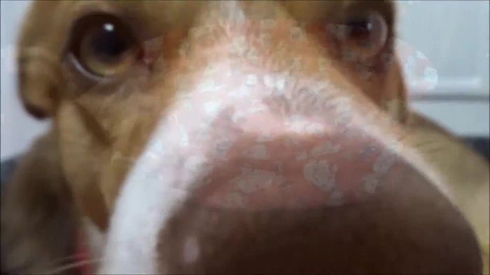 Gather fabric from old clothes (dress, pants, shirt).