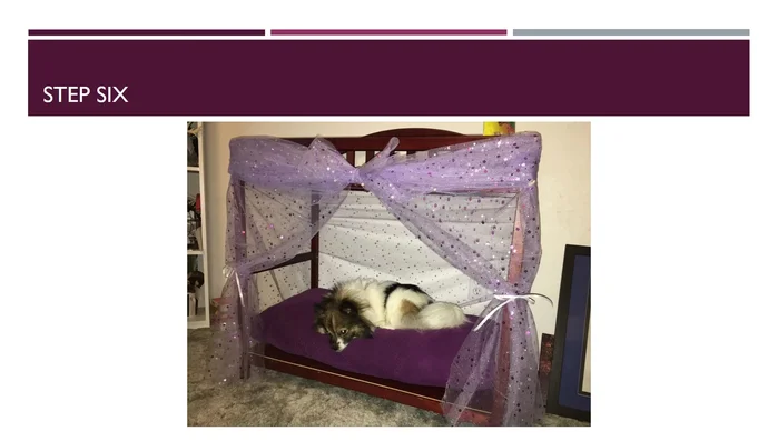 Let your dog enjoy their new bed!