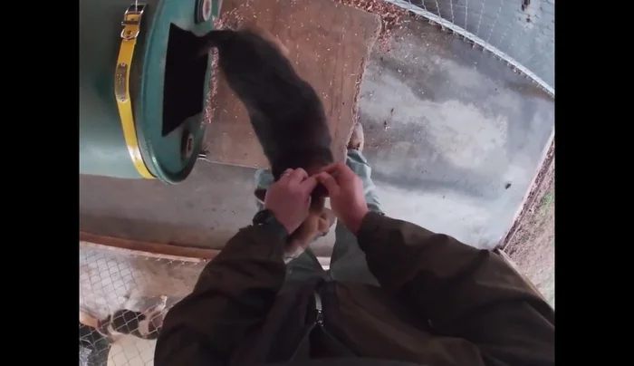 Remove old collars and name tags from the shock collars.