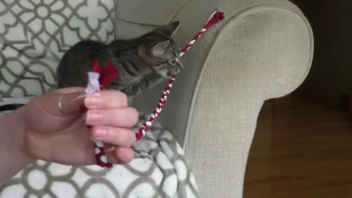 Sew across the end of the braid to secure it (using a sewing machine or hand-stitching).