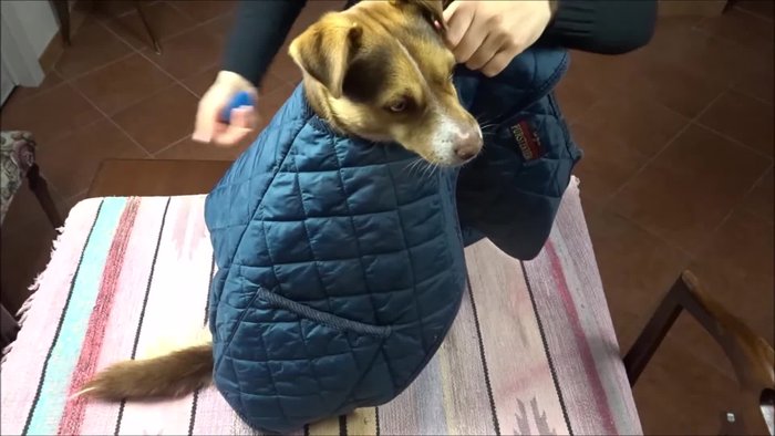 Measure your dog and mark the measurements onto the rain jacket material.