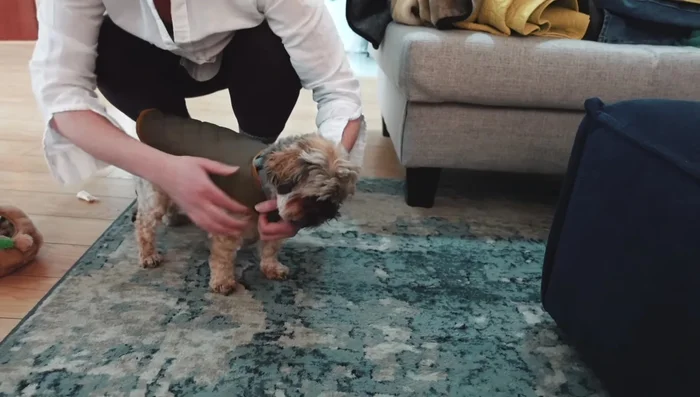 Fit the coat and place velcro: Try the coat on your dog and mark where the velcro will be placed to secure the coat.