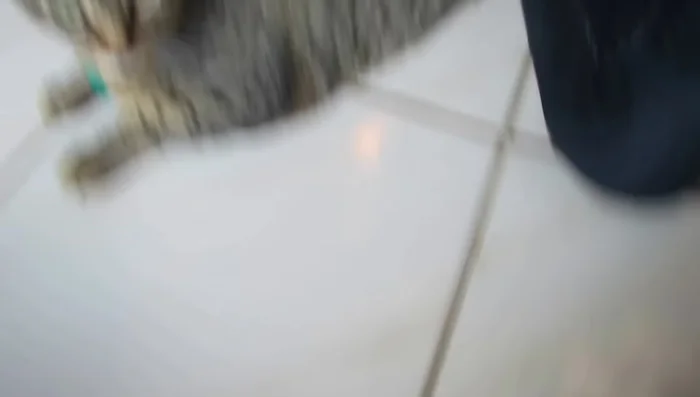 Locate the small, unmovable loop on the harness (like a collar) and place it around your cat's neck.