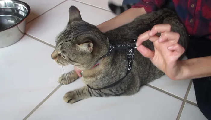 Identify the small loop on the harness that connects to the leash.