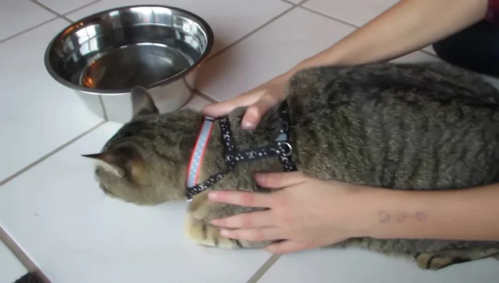 Attach the leash to the harness.