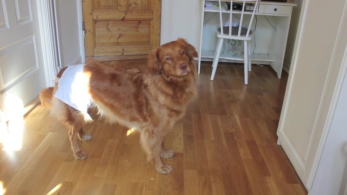 Prepare a cake (for slime testing).