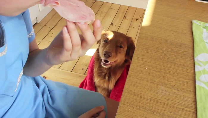 Test silent walking: Observe if your dog can walk silently.