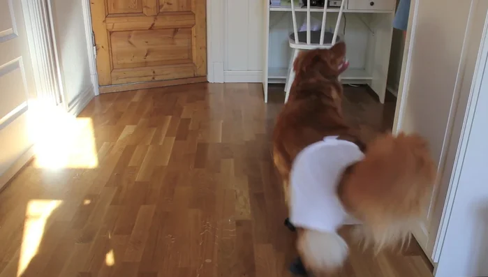 Test silent walking: Observe if your dog can walk silently.