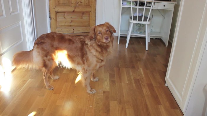 Prepare a cake (for slime testing).
