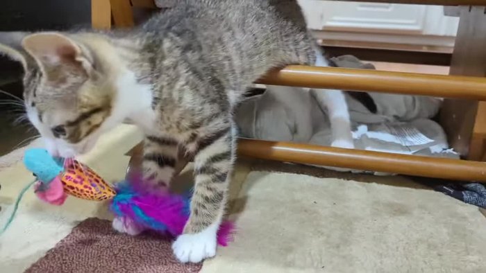 Gather Materials: Collect scrap wood, a dowel for posts, carpet, rope, and other necessary supplies.