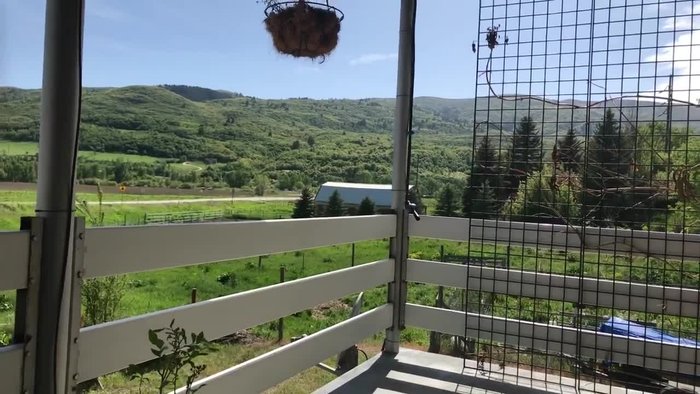 Harvest fish (walleye, bass, etc.) and clean them, leaving the skins on for bag limit checks.