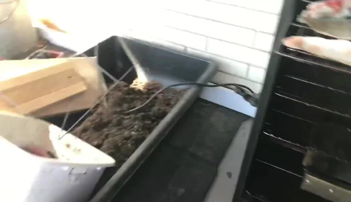 Store cooled, crispy fish skins in a ziploc bag in the freezer.