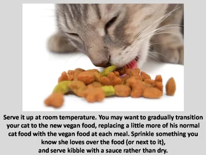 Serve the food at room temperature. Gradually transition your cat to the new vegan food, mixing it with their regular food initially. Sprinkle favorite treats or toppings to encourage acceptance. Serve kibble with a sauce.