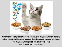 Homemade Vegan Cat Food: A Complete Guide
