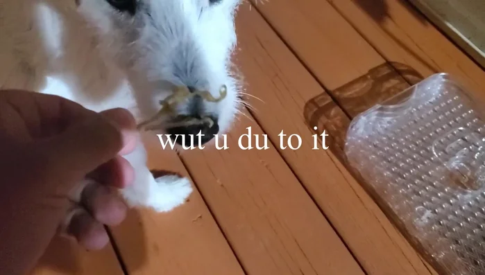 Give treats to your dog: Once the treats are completely dry and crispy, remove them from the dehydrator and give them to your furry friend.