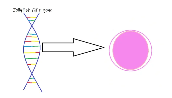 Fertilize the egg through in vitro fertilization.