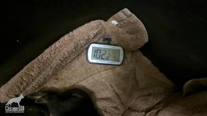 Optimizing Puppy Warming: A Guide to Consistent Temperature Control