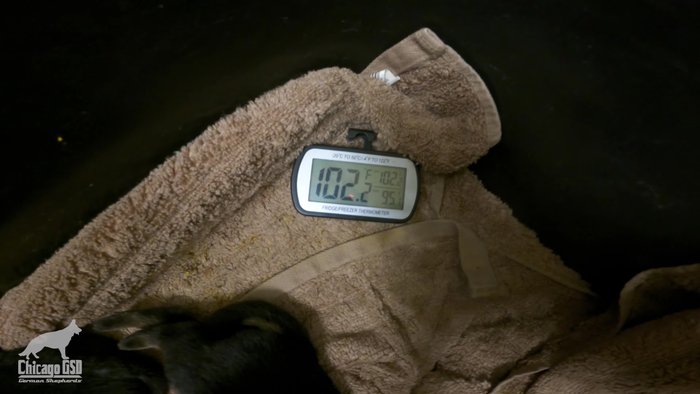 Monitor the temperature with a thermometer; aim for 102°F (38.9°C) with one towel layer.