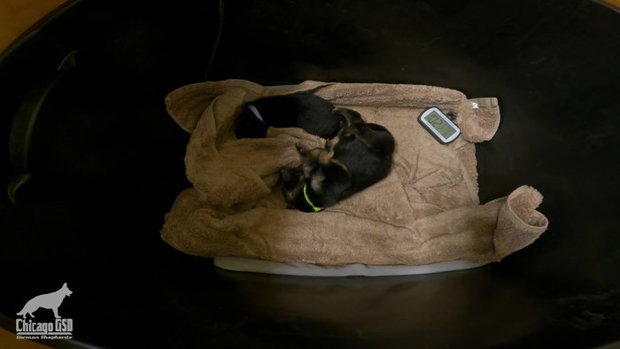 Use a secondary heating element around the whelping box for additional temperature support. Monitor with a thermometer.