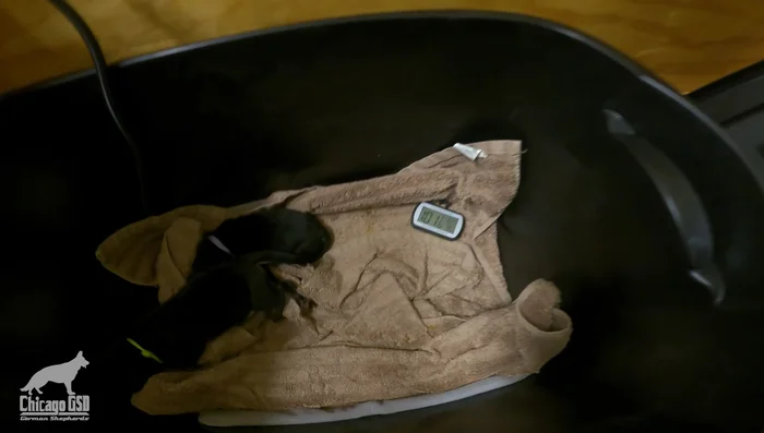 Use a secondary heating element around the whelping box for additional temperature support. Monitor with a thermometer.