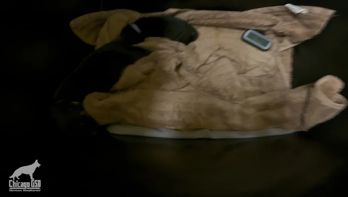 Use a secondary heating element around the whelping box for additional temperature support. Monitor with a thermometer.