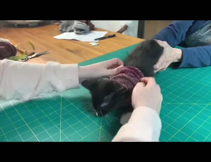 Pull the sock tube over the kitten's head, starting with the finished edge (near the tail). Make sure the 1 1/2 to 2-inch slit is on the top side of the body. Pop their head through the slit.