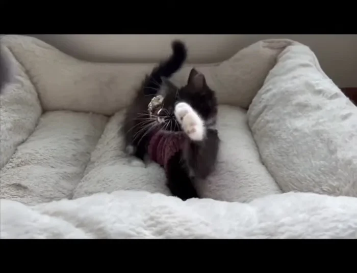 If the sock impedes the motion of the kitten's front legs, remove the sock and cut back the lower edge under the chest at a deeper angle.