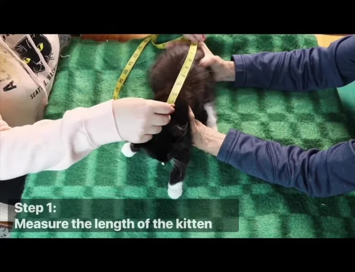 Measure the kitten's girth around its belly. Select a sock that allows some ease in the fit.