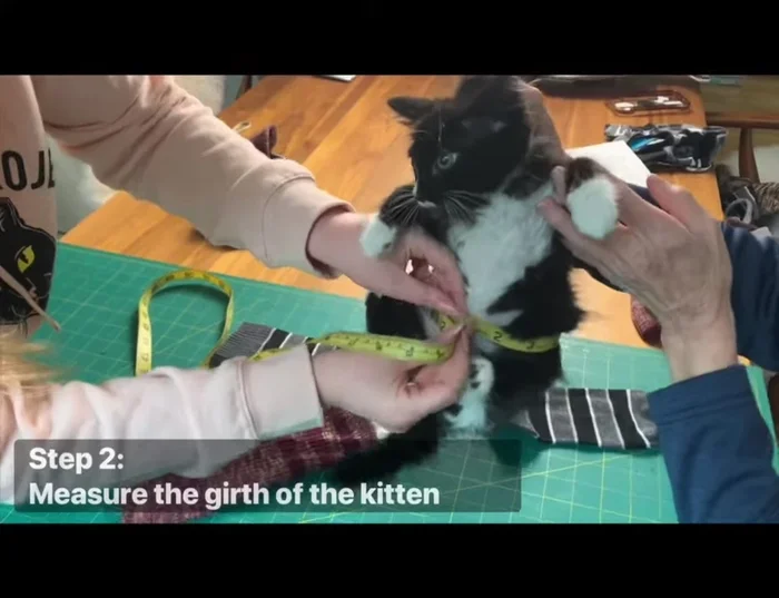 Measure the kitten's girth around its belly. Select a sock that allows some ease in the fit.
