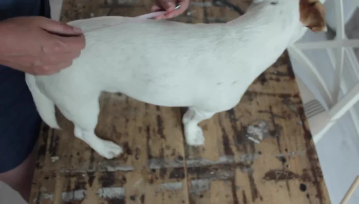 Measure your dog from shoulder to tail to determine basket length (e.g., 40cm). Subtract 10cm for the width (30cm).