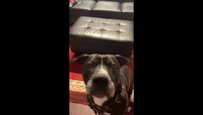 Let the treats cool completely before serving.