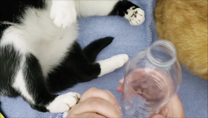 Prepare the water bottle: Dry out an empty plastic water bottle completely and keep the cap.