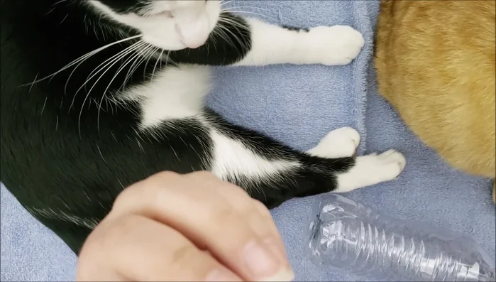 Poke holes: Carefully poke several holes in the bottle using a heated nail and pliers. (Alternatively, you can melt holes using a lighter). Avoid letting children do this step without adult supervision.