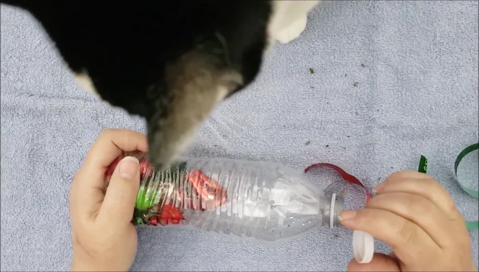 Secure the cap: Place the cap back on the bottle. Optionally, use glue to secure the cap to prevent the cat from opening it.