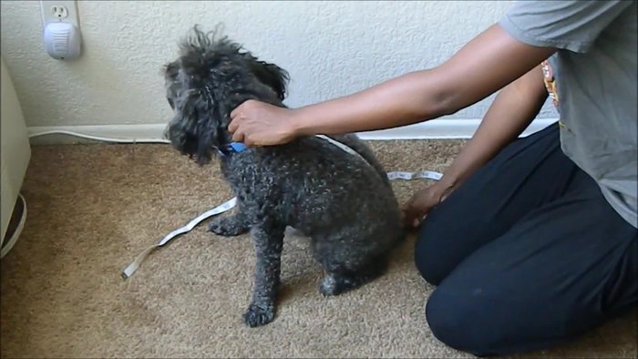 Take three measurements: tail length, body width, and belly length from collar to desired shirt end.