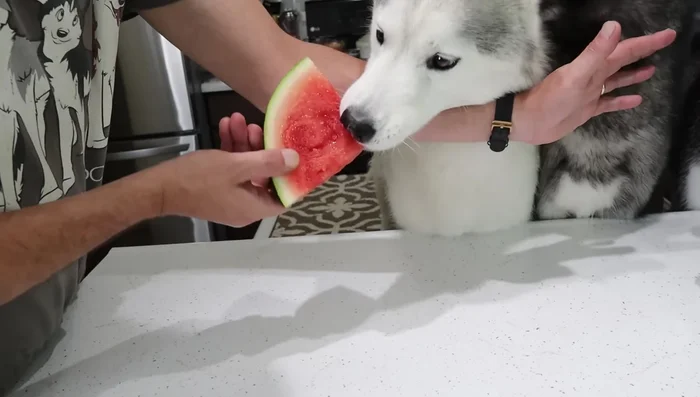 Scoop out about two cups of watermelon and blend it into a puree.
