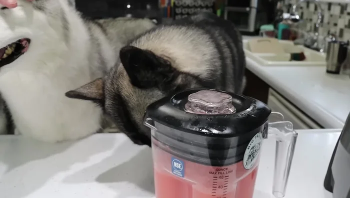 Pour the mixture into ice pop molds, avoiding overfilling.