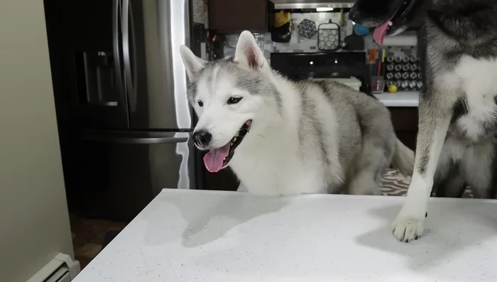 Freeze overnight (or at least 6 hours).