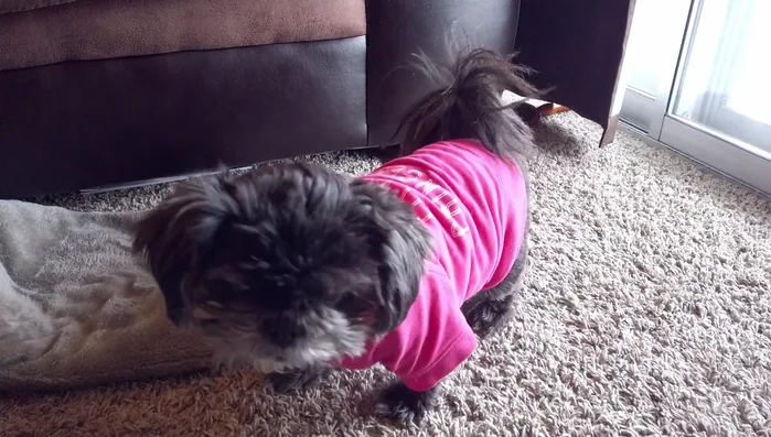 Cut off the excess fabric. Try the shirt on again and make any necessary adjustments.