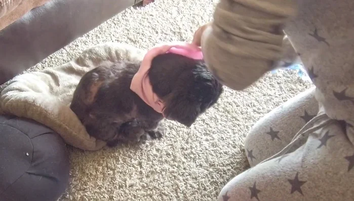 Try the finished shirt on the dog.