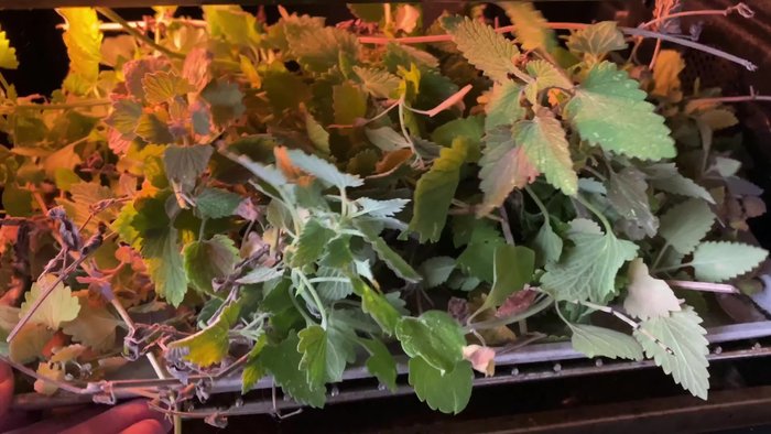 Harvest a big bunch of catnip and place it on a cookie sheet.