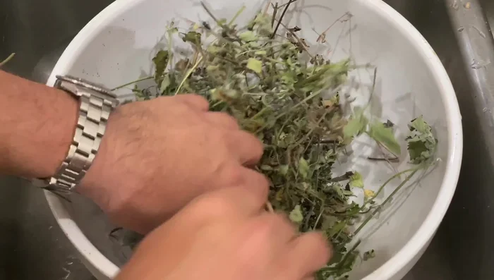 For finer catnip pieces, use a salad spinner to break down the catnip and remove any remaining larger stems.
