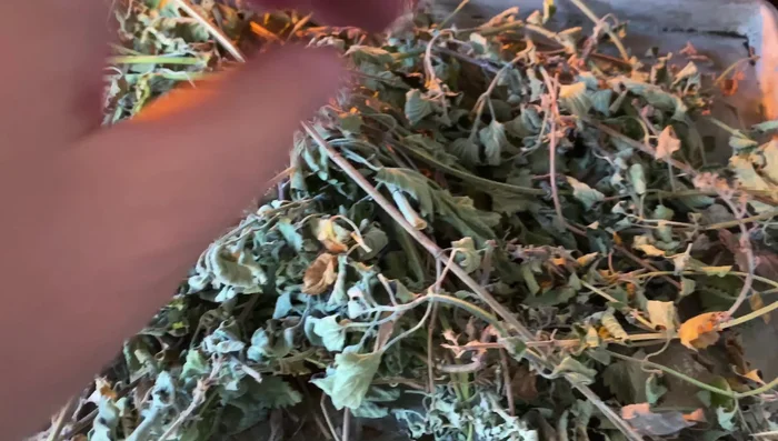 Monitor the drying process. If needed, adjust the drying time and temperature (lowering it if necessary).