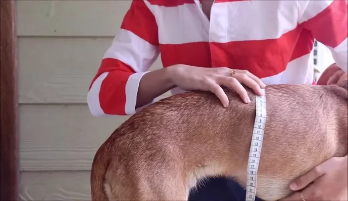 Measure your dog: Back length (nape of neck to before tail), half-width (center back to underbelly), underbelly length (one side around to the other), neck-to-chest length (nape to halfway chest), chest width (add 3-4 cm/1-1.5 inches for overlap).