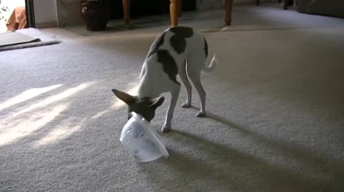 For challenging dogs, tape the lid closed. If your dog struggles, cut more holes.